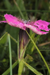 Dianthus alpinus