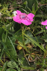 Dianthus alpinus