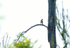 Setophaga kirtlandii