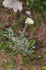 Achillea clavennae