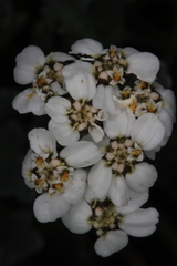 Achillea clavennae