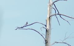 Setophaga kirtlandii