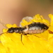 Apterodasytes - Photo (c) Cecile Roux, some rights reserved (CC BY-NC), uploaded by Cecile Roux