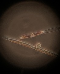 Pseudo-nitzschia