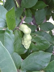 Magnolia acuminata