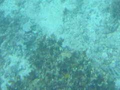 Porites rus
