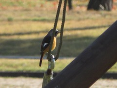 Phoenicurus auroreus