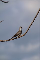 Oena capensis aliena