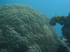 Porites lobata