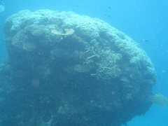 Porites lobata