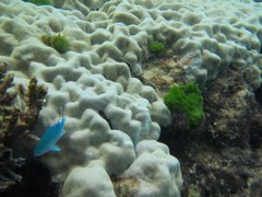 Porites lobata