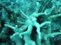 Porites cylindrica