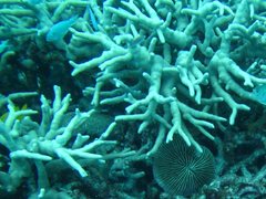 Porites cylindrica