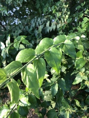 Jasminum multiflorum