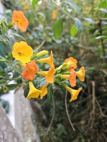 Image of Streptosolen jamesonii by no rights reserved