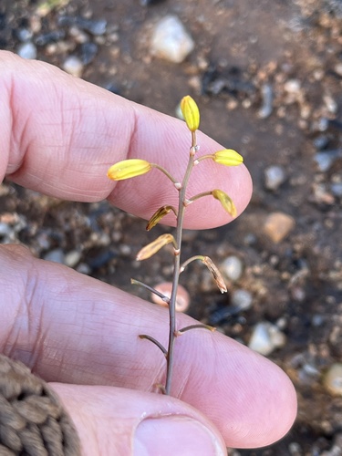 Bulbine diphylla