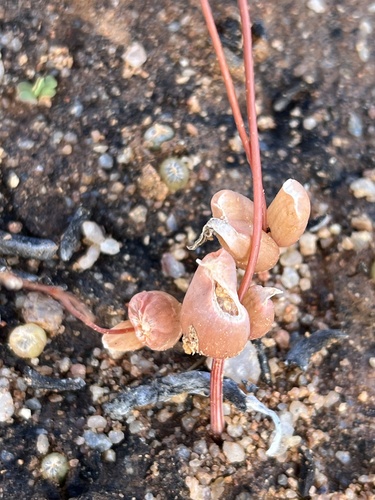 Bulbine diphylla
