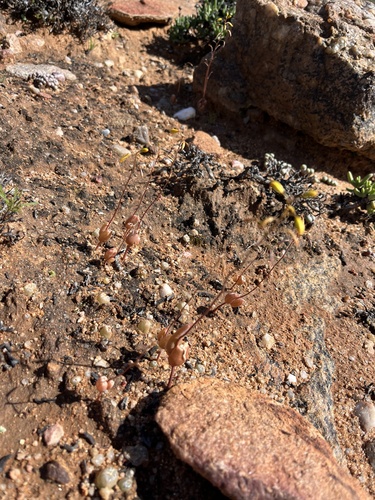 Bulbine diphylla