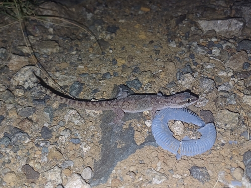 Heyden’s gecko, Hemidactylus robustus