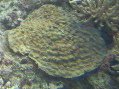 Mycedium elephantotus