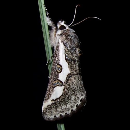 Purslane Moth photo 5
