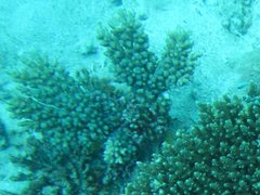 Acropora florida