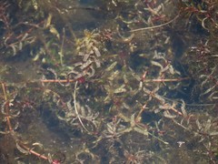 Elodea canadensis