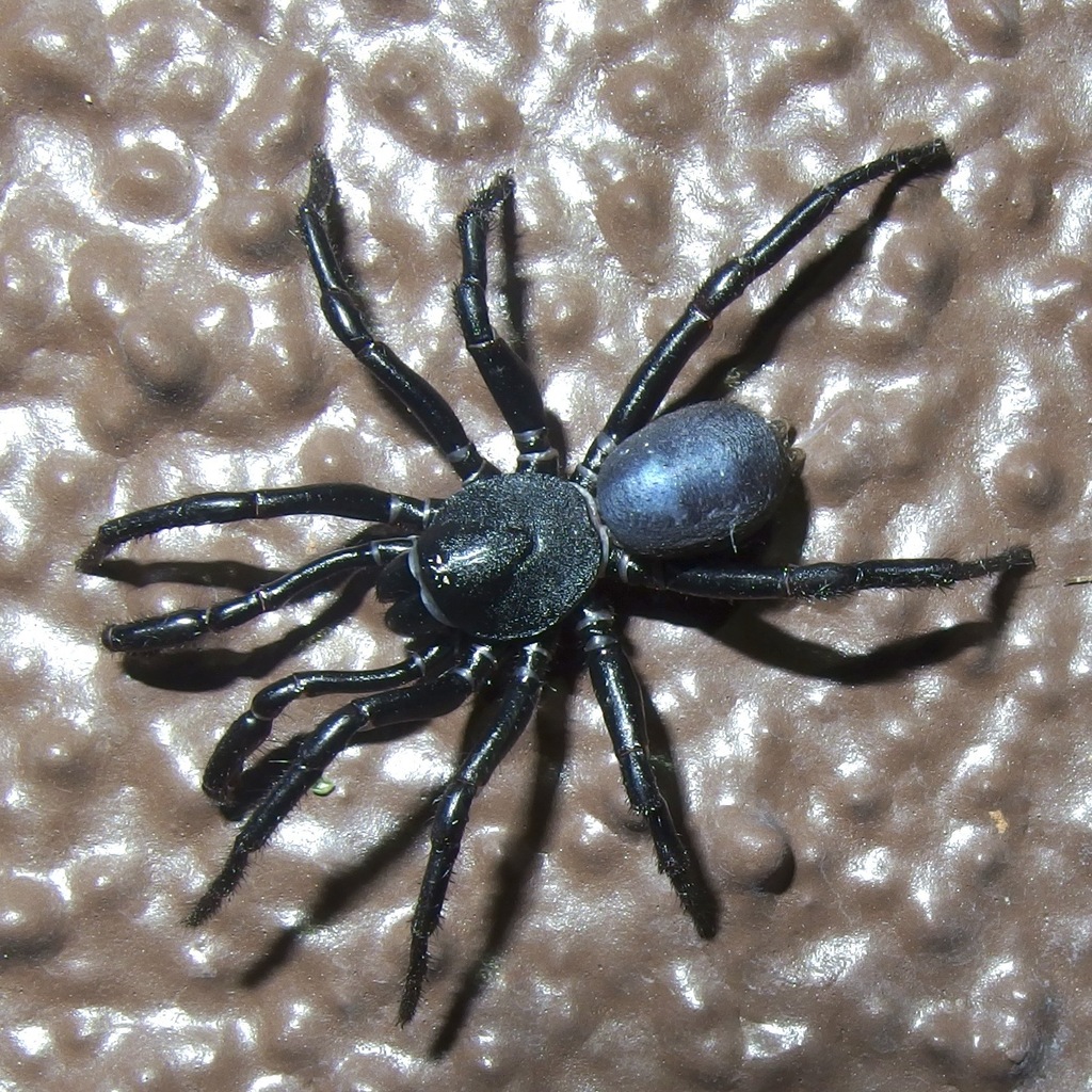 Ummidia timcotai