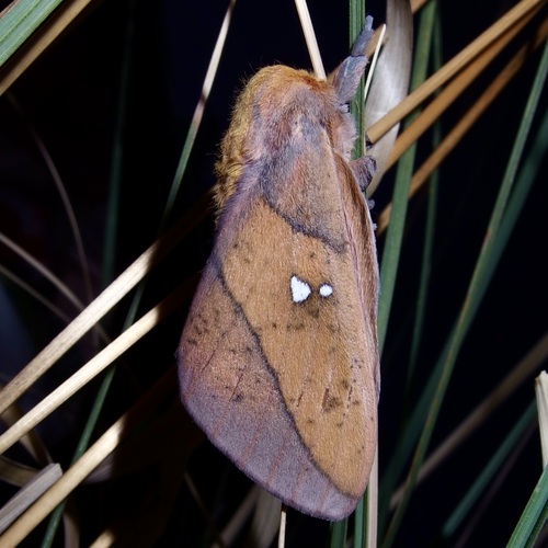 Syssphinx montana photo 2