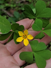 Oxalis suksdorfii