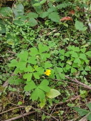 Oxalis suksdorfii