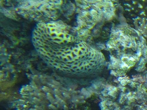 Dipsastraea pallida observed 2017-01-15
