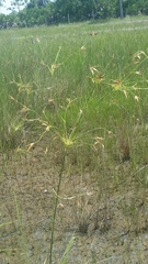 Rhynchospora inundata