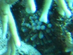 Euphyllia cristata