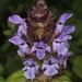Common Selfheal - Photo (c) botanico, some rights reserved (CC BY-NC), uploaded by botanico