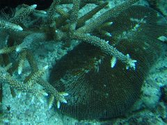Ctenactis echinata
