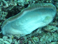 Ctenactis echinata
