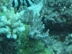 Paralemnalia digitiformis