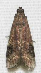 Euzophera semifuneralis
