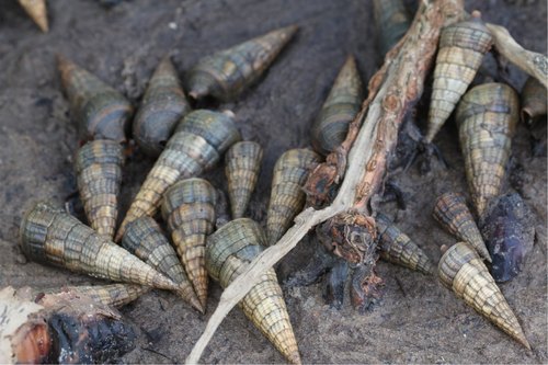 Giant Mangrove Whelk