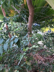 Jasminum multiflorum