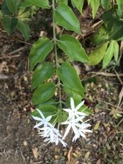 Jasminum multiflorum