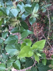 Jasminum multiflorum