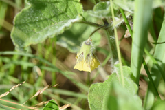 Physalis heterophylla