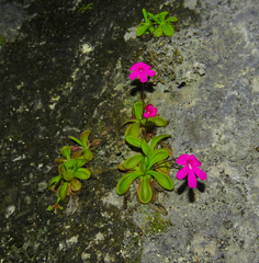 Pinguicula mesophytica