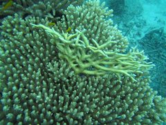 Acropora tenuis