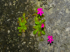 Pinguicula mesophytica