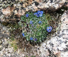 Eritrichium argenteum