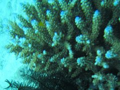 Acropora secale