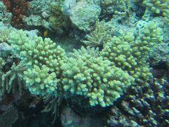 Acropora sarmentosa
